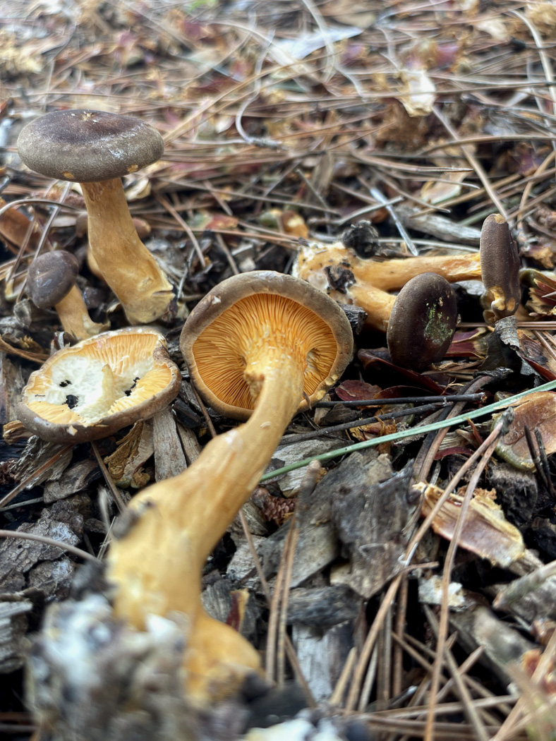 Photo © Justin Long Hygrophoropsis rufa by Justin Long